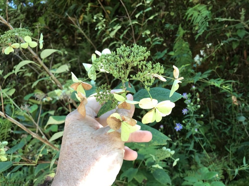 Silverleaf hydrangea (Hydrangea radiata)