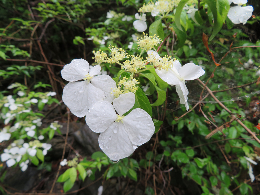 Hydrangea scandens (Hydrangea scandens)