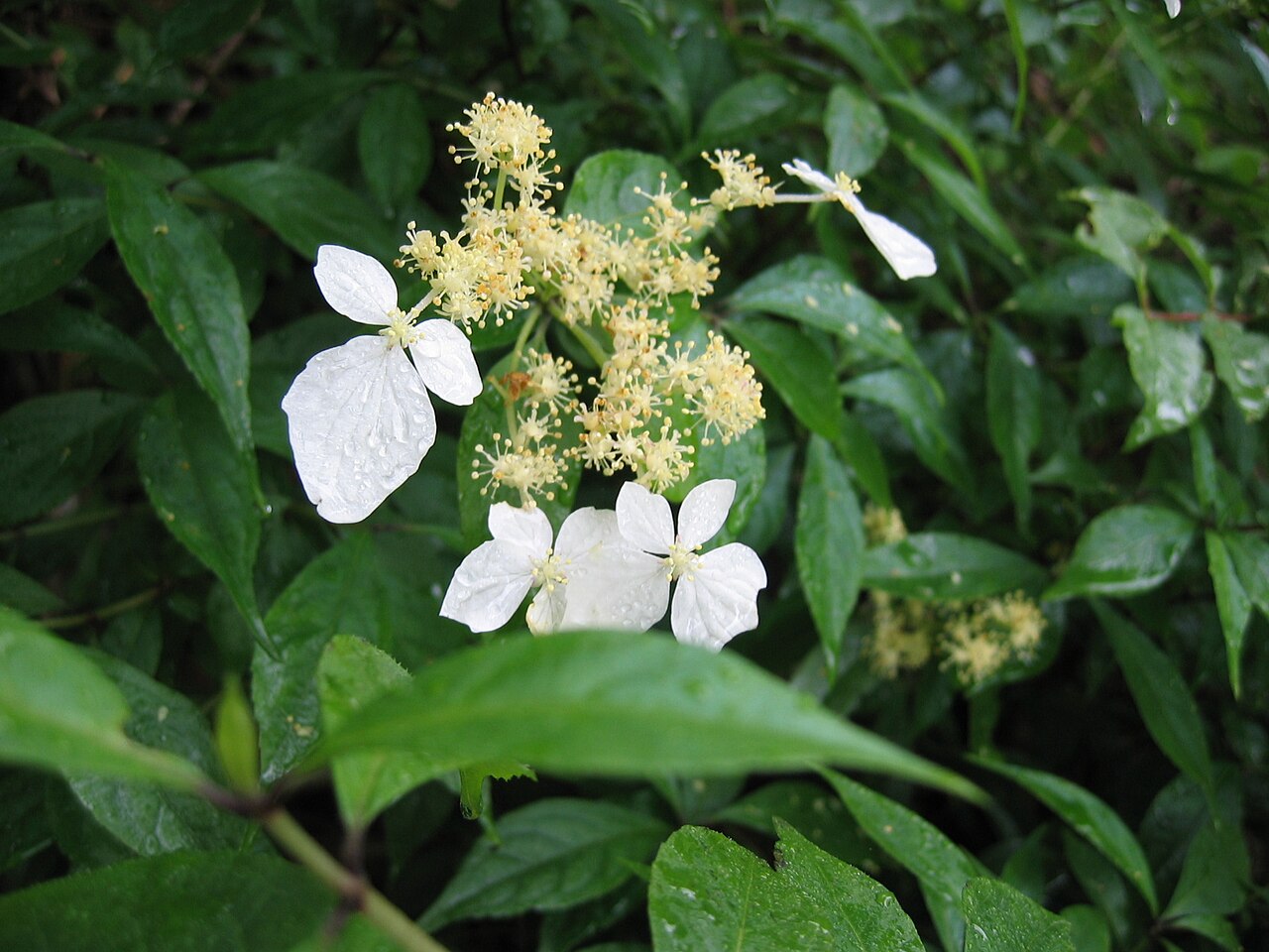 Hydrangea scandens: Hydrangea scandens Location: Kiyokawa Vill., Kanagawa, Japan
