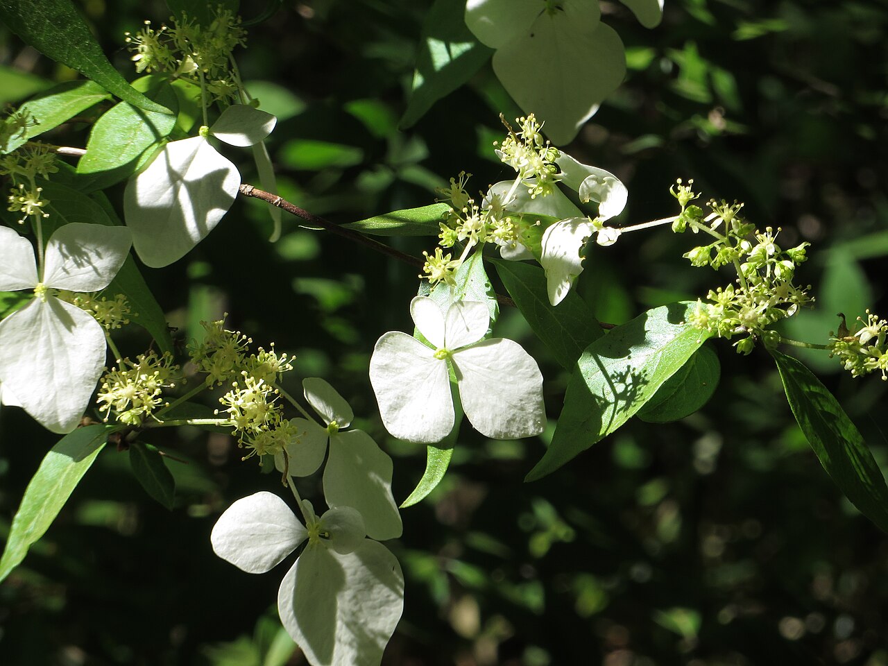 Hydrangea scandens: Flower of Hydrangea scandens