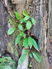 Hydrangea seemannii (Hydrangea seemannii)