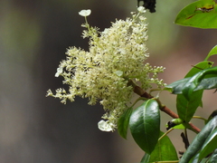 Hydrangea seemannii (Hydrangea seemannii)