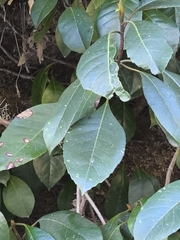 Hydrangea seemannii (Hydrangea seemannii)