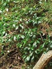 Hydrangea seemannii (Hydrangea seemannii)