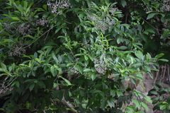 Hydrangea seemannii (Hydrangea seemannii)