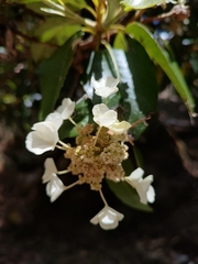 Hydrangea seemannii (Hydrangea seemannii)