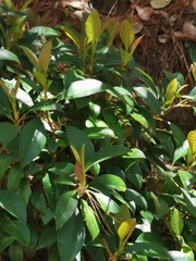 Hydrangea seemannii (Hydrangea seemannii)