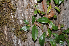 Hydrangea seemannii (Hydrangea seemannii)