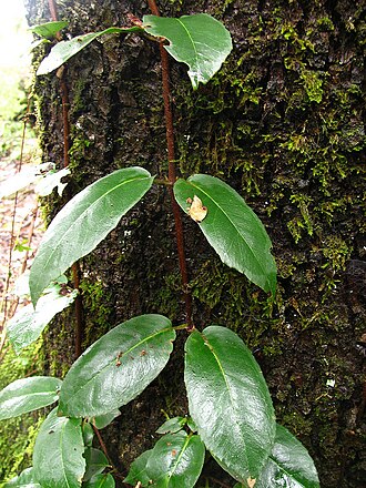 Hydrangea serratifolia: Hidrangea serratifolia