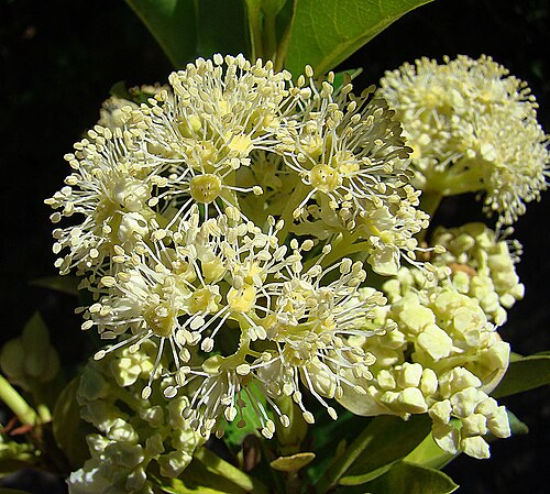 Hydrangea serratifolia: A liana-like shrub known as Canalilla in central and southern Chile. In context at www.dixpix.ca/sth_cordillera/flora/misc_herb/index.html