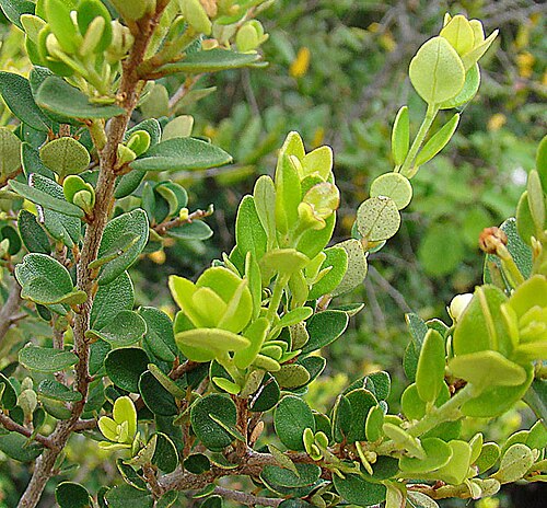 Hydrangea serratifolia: The foliage of Canalilla. In context at www.dixpix.ca/sth_cordillera/flora/misc_herb/index.html