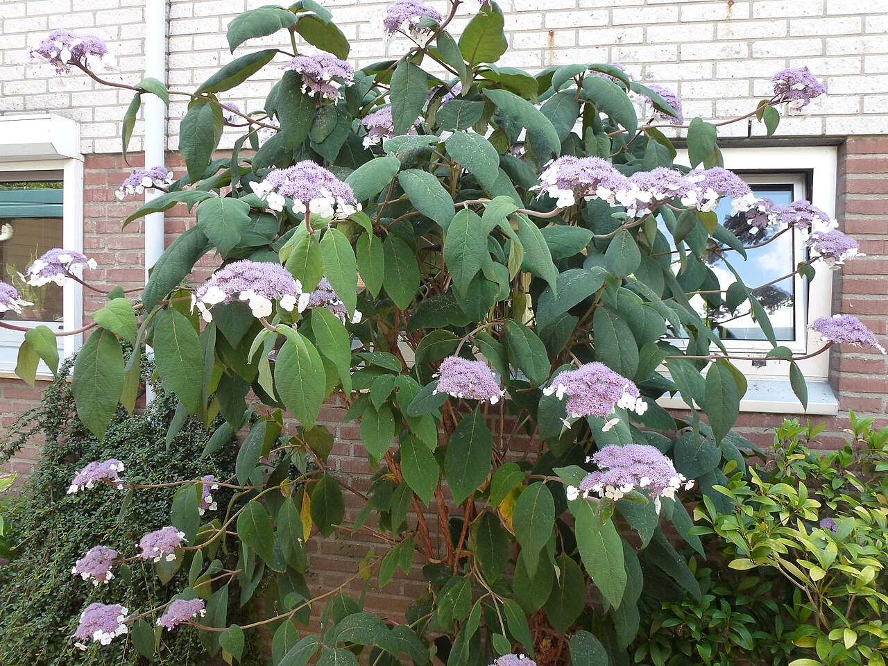 Hydrangea strigosa: Hydrangea aspera Macrophylla