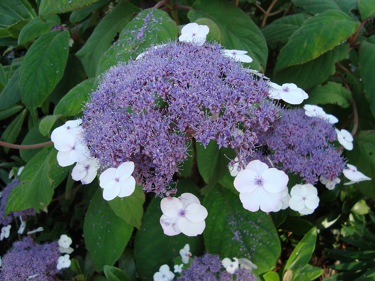 Hydrangea strigosa: Hydrangea aspera subsp. strigosa 'Macrophylla'