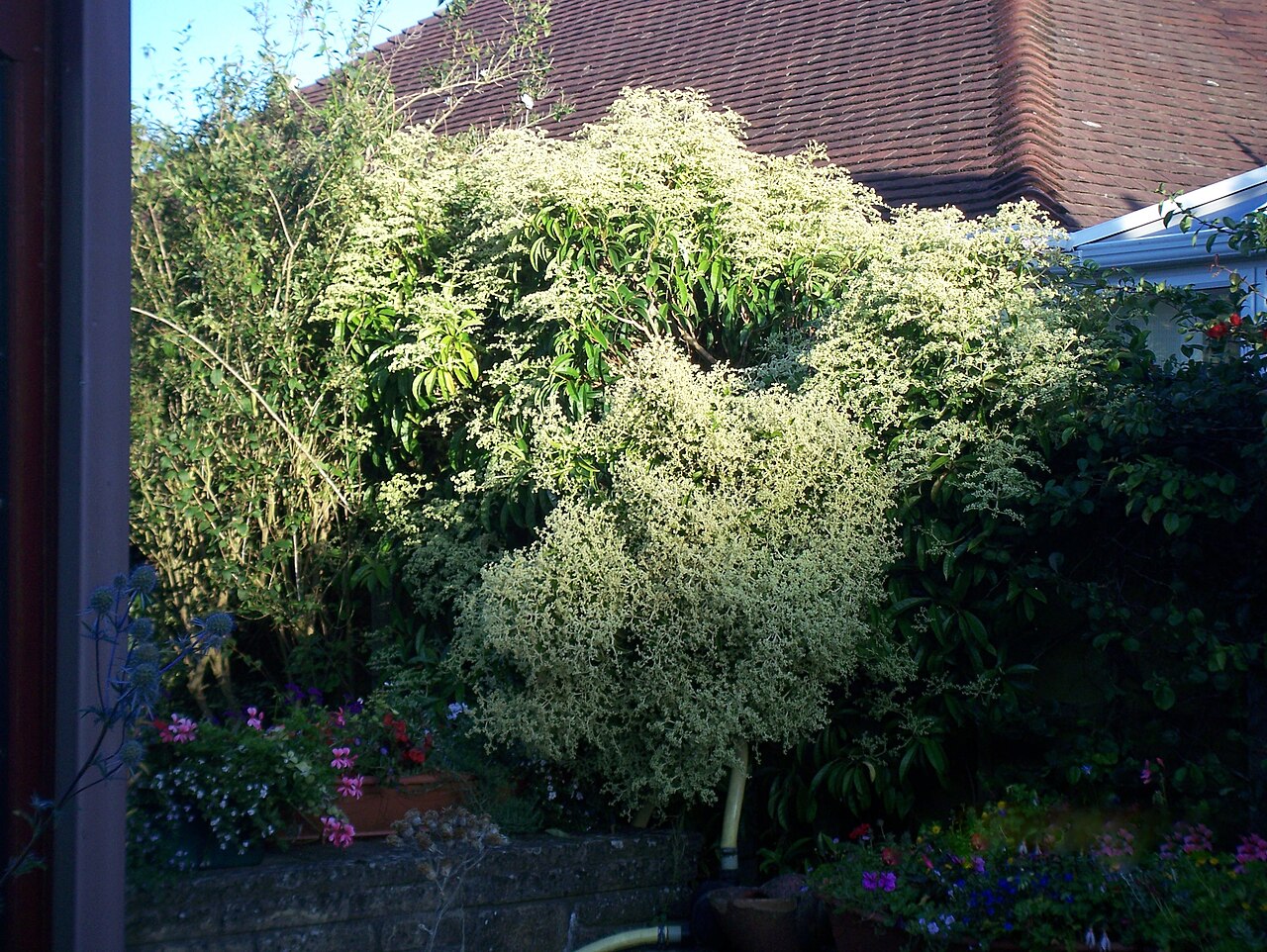 Hydrangea viburnoides: Pileostegia viburnoides