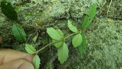 Hydrangea viburnoides (Hydrangea viburnoides)