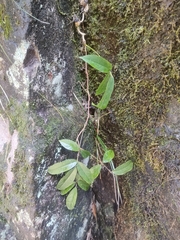Hydrangea viburnoides (Hydrangea viburnoides)