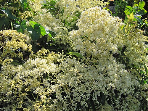 Hydrangea viburnoides: Pileostegia viburnoides