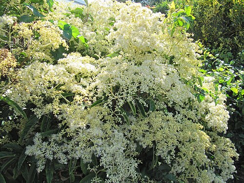 Hydrangea viburnoides: Pileostegia viburnoides