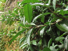 Hydrangea viburnoides (Hydrangea viburnoides)