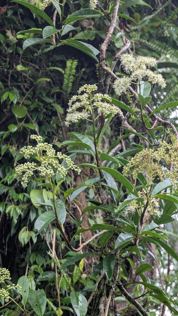 Hydrangea viburnoides (Hydrangea viburnoides)