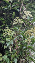 Hydrangea viburnoides (Hydrangea viburnoides)
