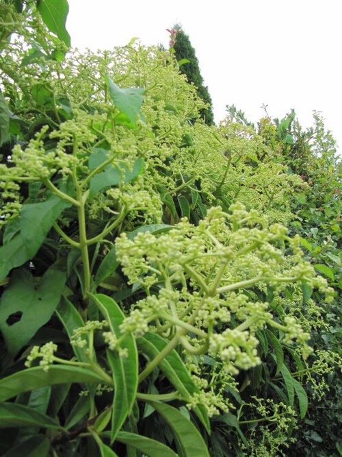 Hydrangea viburnoides: Pileostegia viburnoides