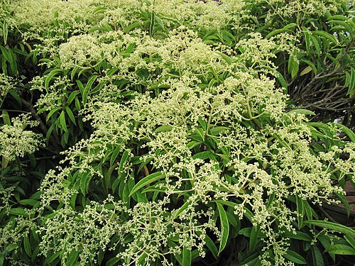 Hydrangea viburnoides: Pileostegia viburnoides