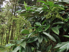 Hydrangea viburnoides (Hydrangea viburnoides)