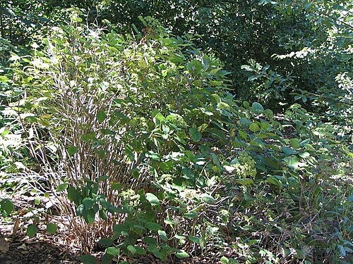Hydrangea xanthoneura: Location taken: The United States National Arboretum, Washington DC. Names: Hydrangea xanthoneura Diels Classification: Plantae > Magnoliophyta > Magnoliopsida 