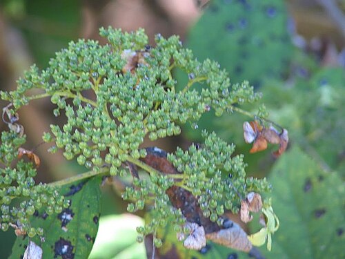 Hydrangea xanthoneura: Location taken: The United States National Arboretum, Washington DC. Names: Hydrangea xanthoneura Diels Classification: Plantae > Magnoliophyta > Magnoliopsida 