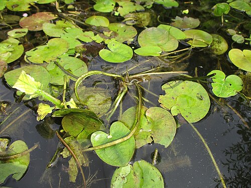 Common frogbit: Europäischer Froschbiss ( Hydrocharis morsus-ranae ) an der Saar in Saarbrücken