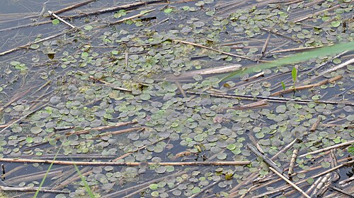 Common frogbit: European Frog-Bit ( Hydrocharis morsus-ranae ) in Norfolk County, Ontario, Canada.