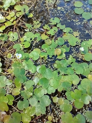 Common frogbit (Hydrocharis morsus-ranae)