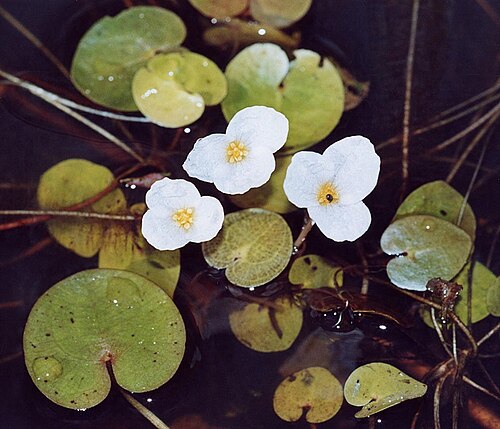 Common frogbit: Blossoms and swimming leaves of Hydrocharis morsus-ranae .