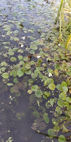 Common frogbit (Hydrocharis morsus-ranae)