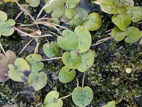 Common frogbit: European Frog-bit