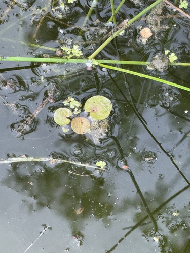 Common frogbit (Hydrocharis morsus-ranae)