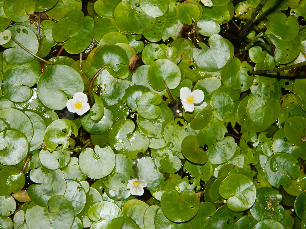 Common frogbit (Hydrocharis morsus-ranae)
