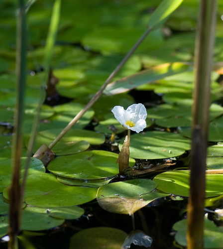Common frogbit (Hydrocharis morsus-ranae)