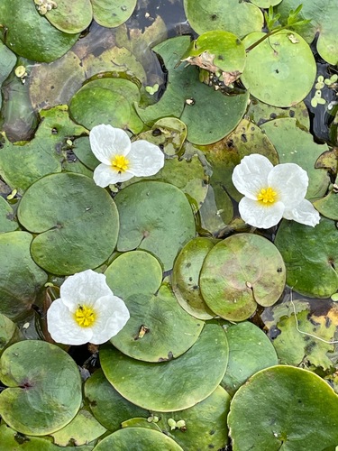 Common frogbit (Hydrocharis morsus-ranae)