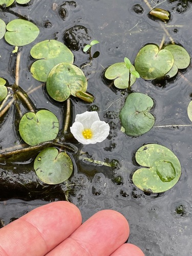 Common frogbit (Hydrocharis morsus-ranae)