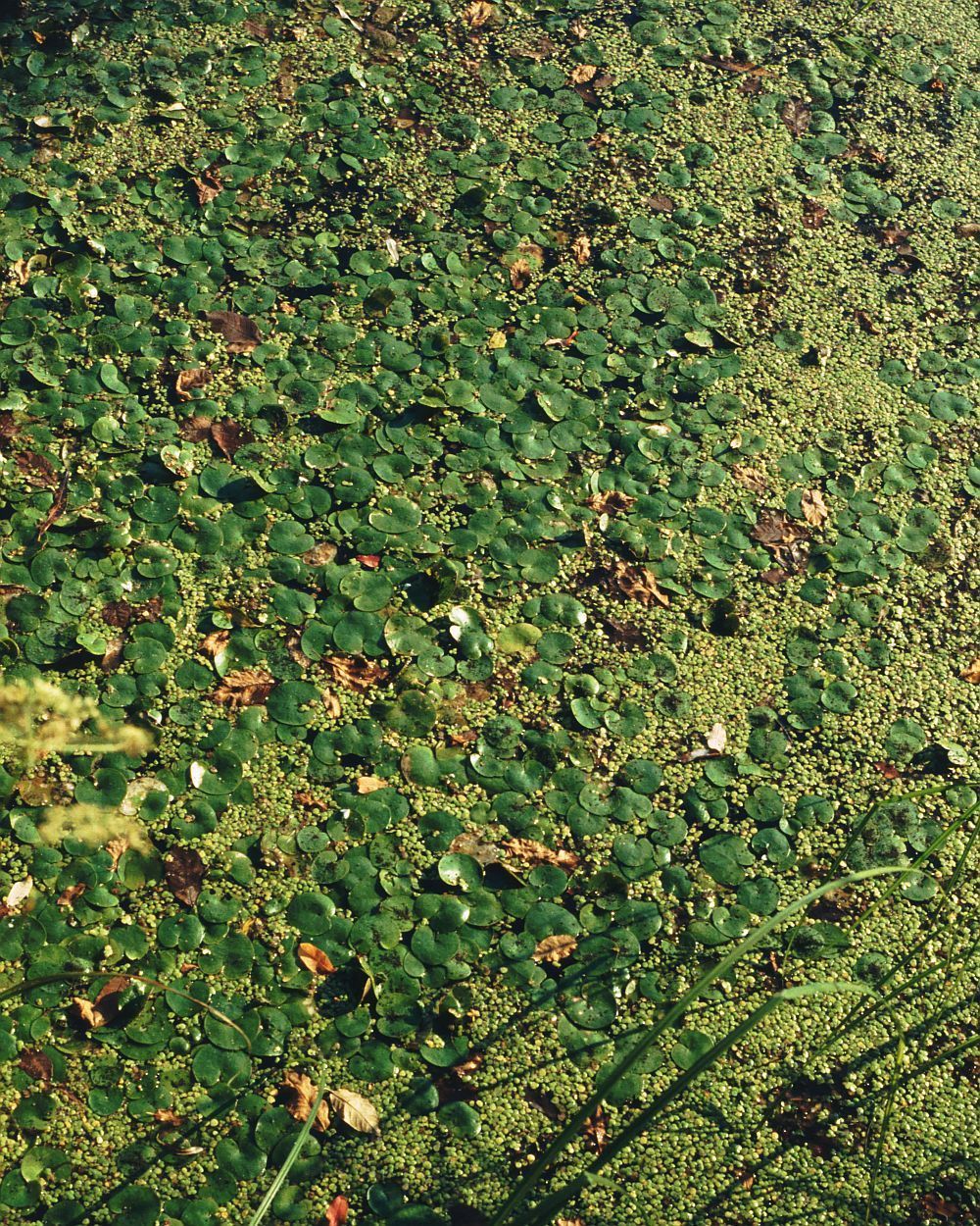 Common frogbit: Froschbiss ( Hydrocharis morsus-ranae ), Froschbissgewächse (Hydrocharitaceae) – Vielwurzelige Teichlinse ( Spirodela polyrrhiza ), Aronstabgewächse (Araceae),