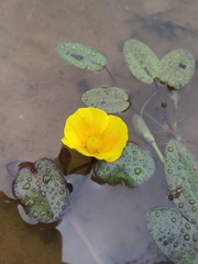Hydrocleys martii (Hydrocleys martii)