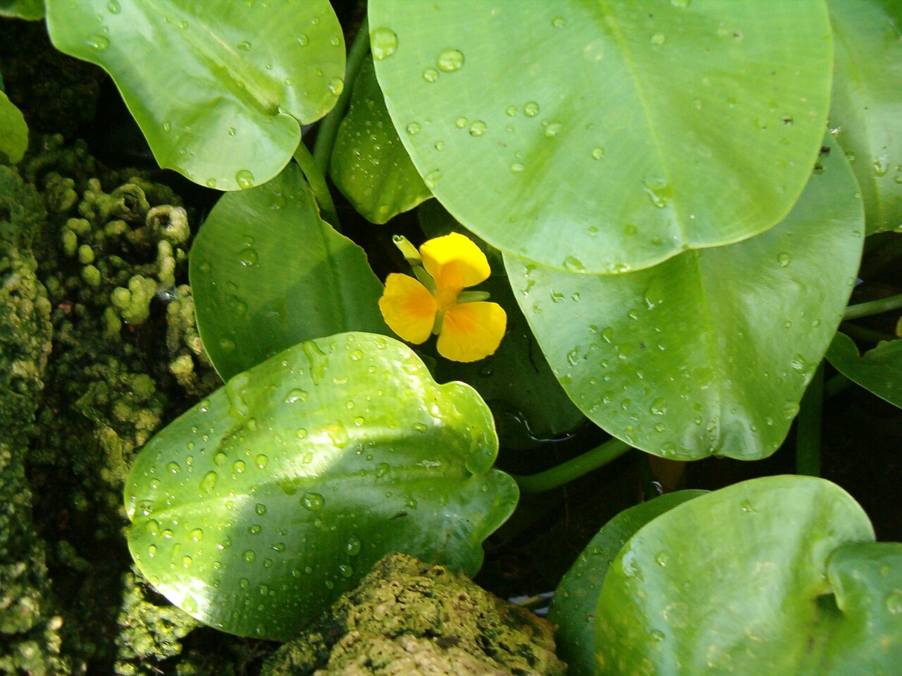 Hydrocleys martii (Hydrocleys martii)