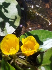 Hydrocleys martii (Hydrocleys martii)