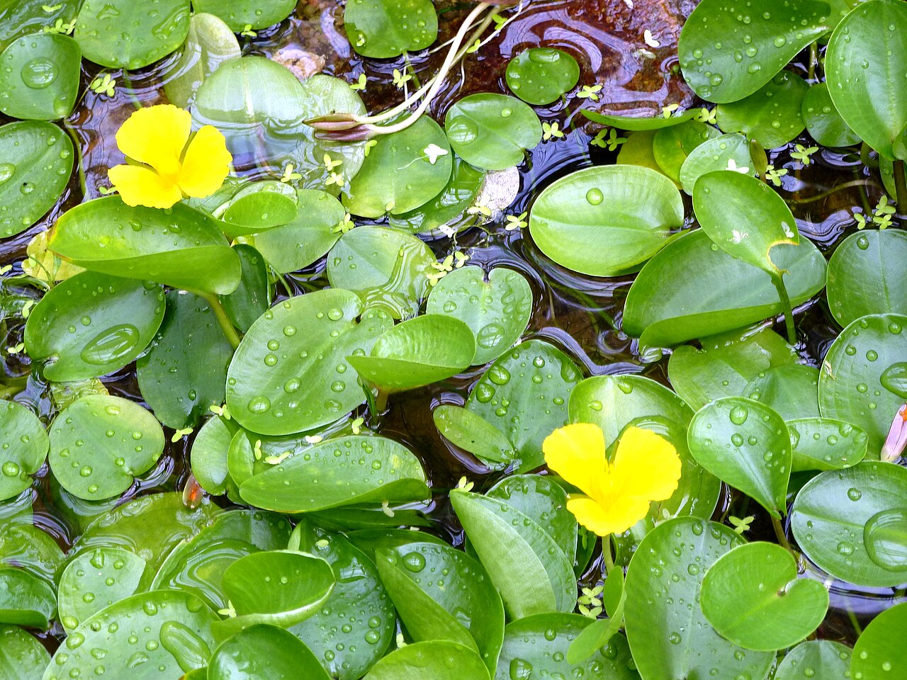 Hydrocleys martii: Structure of Hydrocleis martii , Botanischer Garten München-Nymphenburg, Munich, Germany
