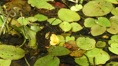Hydrocleys martii (Hydrocleys martii)
