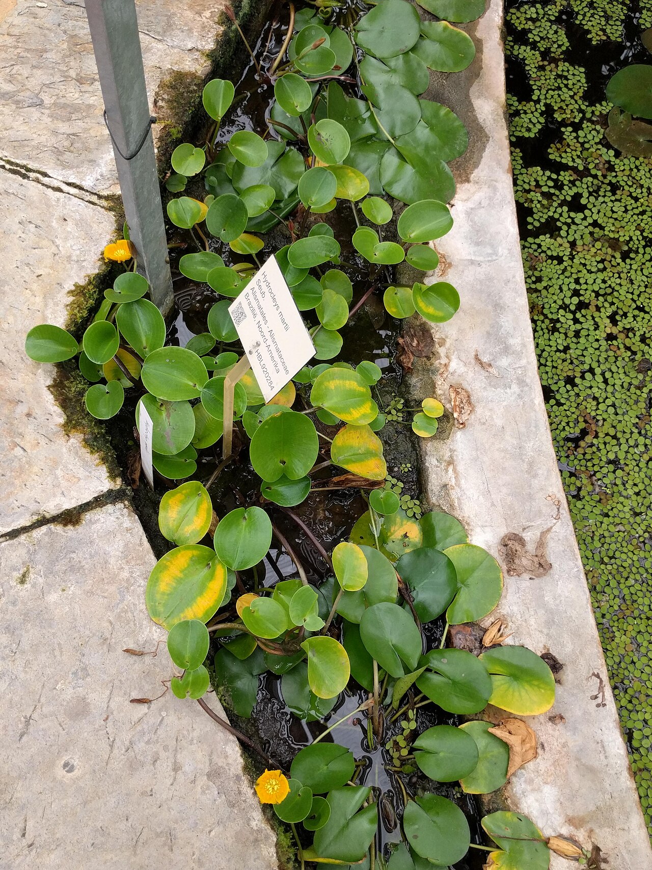 Hydrocleys martii: Hydrocleys martii, Hortus botanicus Leiden, Netherlands