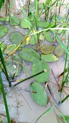 Hydrocleys martii (Hydrocleys martii)