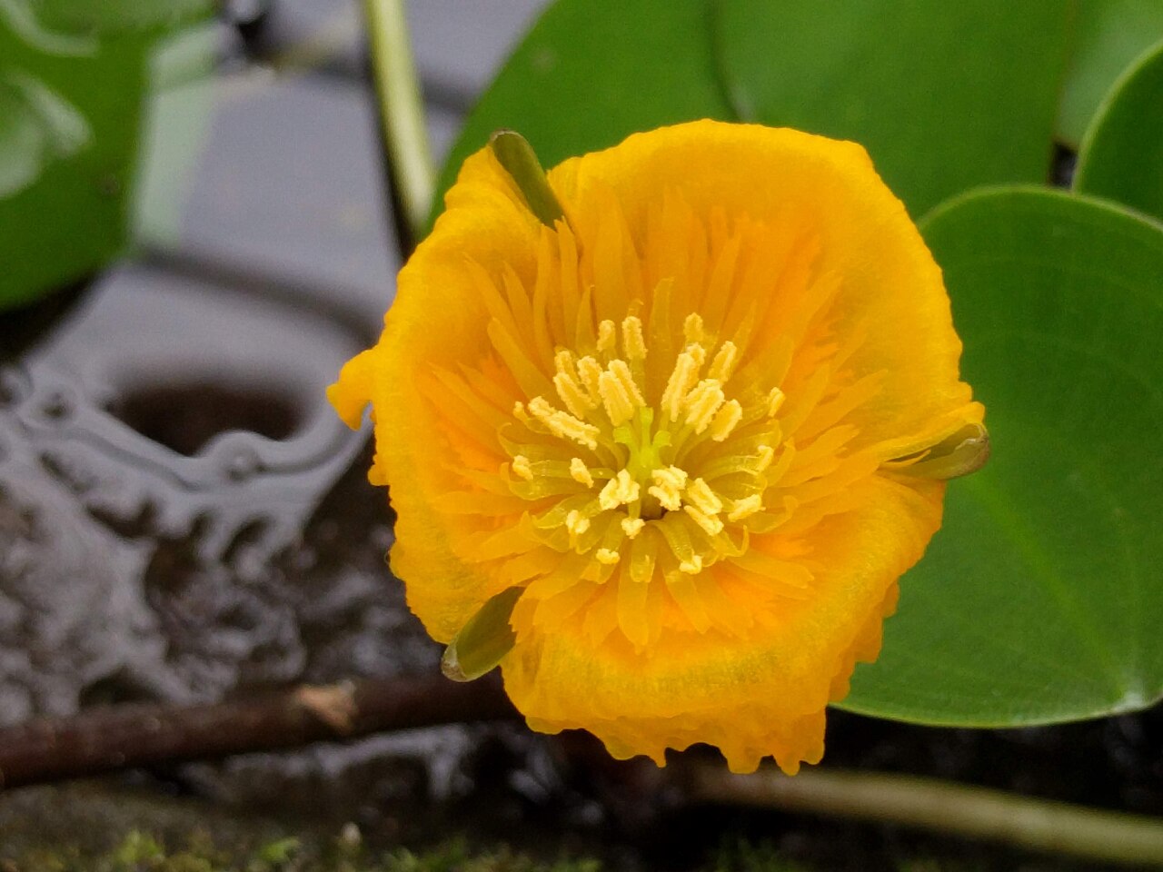 Hydrocleys martii: Hortus botanicus Leiden, Hydrocleys martii, Netherlands